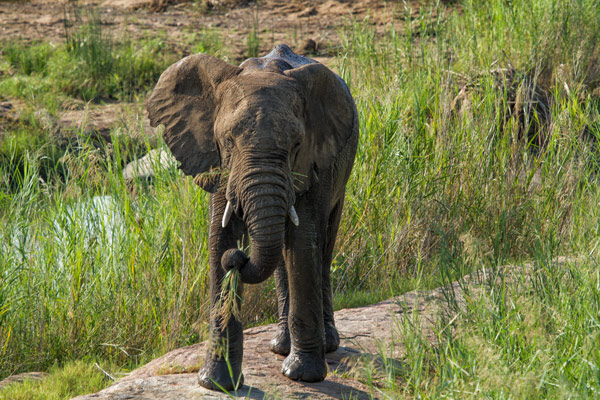 Elephant in Kruger National Park